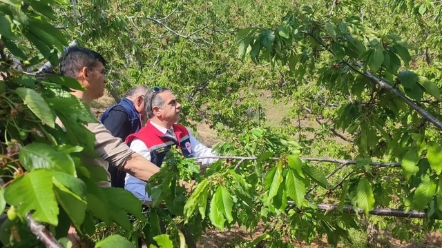Aydın'da dolu vurdu, zarar gören tarım arazileri yerinde incelendi