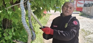 Yılanın hedefindeki kuş yavrularını itfaiye kurtardı
