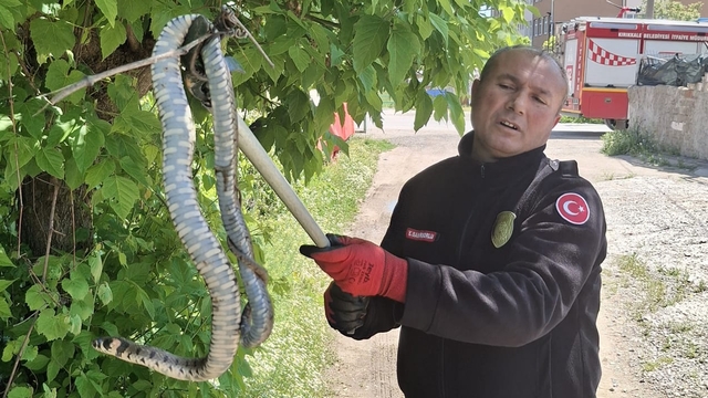 Yılanın hedefindeki kuş yavrularını itfaiye kurtardı