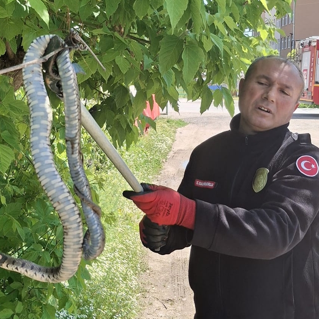 Yılanın hedefindeki kuş yavrularını itfaiye kurtardı