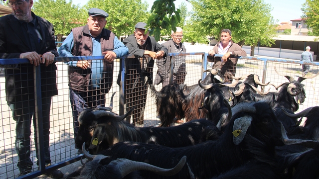 Muğla'da kurbanlık satışları devam ediyor