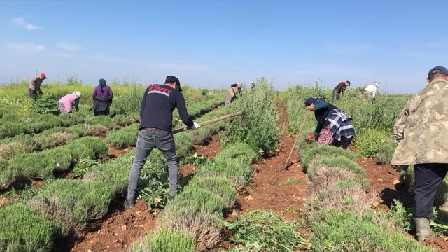 Edirne'de verimsiz araziler lavanta tarlasına dönüştü