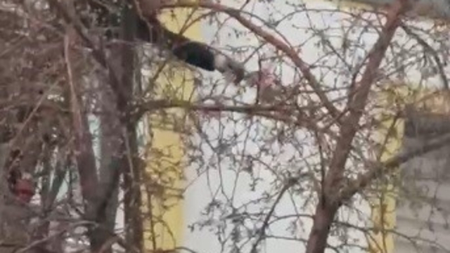 Kars'ta ağaçta mahsur kalan güvercini itfaiye ekipleri kurtardı