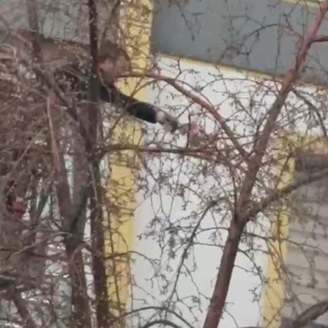 Kars'ta ağaçta mahsur kalan güvercini itfaiye ekipleri kurtardı