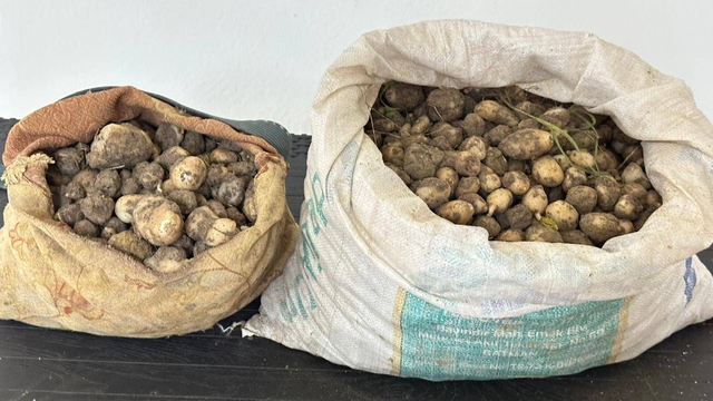 Tunceli'de izinsiz 31 kilo salep yumrusu toplayan 3 kişiye 2 milyon TL ceza