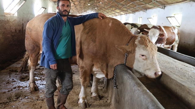Elazığ'da 1 ton 200 kiloluk isimsiz tosun, alıcısını bekliyor