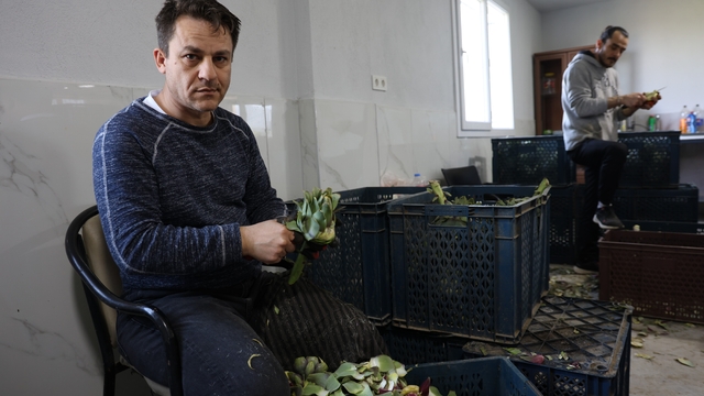 Yeşil elmas enginarın görünmeyen mesaisi yüz güldürüyor
"Kişi başı asgari ücretin 4 katına kadar gelir elde edilebiliyor"