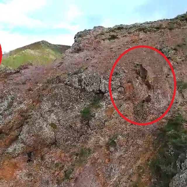 Kartal, ayı ve yavrularını takip etti; o anlar dronla görüntülendi