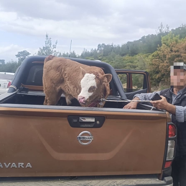 Kurban Bayramı öncesi çalınan büyükbaş hayvan bulunarak sahibine teslim edi...
