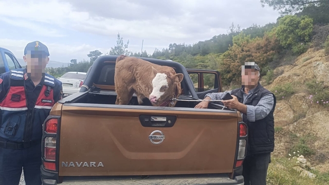 Kurban Bayramı öncesi çalınan büyükbaş hayvan bulunarak sahibine teslim edildi