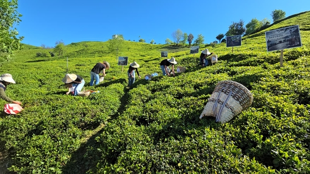 Rize'de çay sezonu karşılama programı düzenlendi