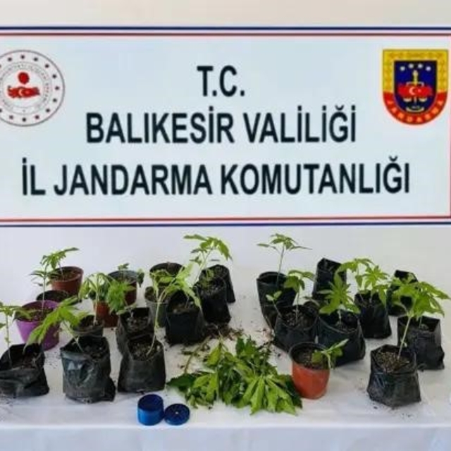 Erdek'te jandarmadan kenevir operasyonu