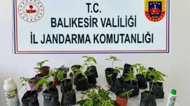 Erdek'te jandarmadan kenevir operasyonu