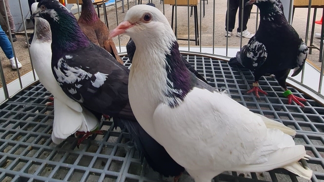 Denizli'nin asırlık mirası Dolapçı güvercinleri güzellikleriyle büyüledi