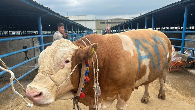 Bursa'da kurbanlık şampiyonu görücüye çıktı: Tam 1,2 ton