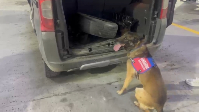 Bagaj ve kaputa gizlenen uyuşturucuyu narkotik köpeği 'Ayar' buldu