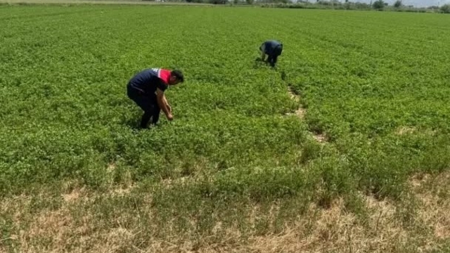 Aydın'da kuraklıkla mücadele çalışmaları sürüyor