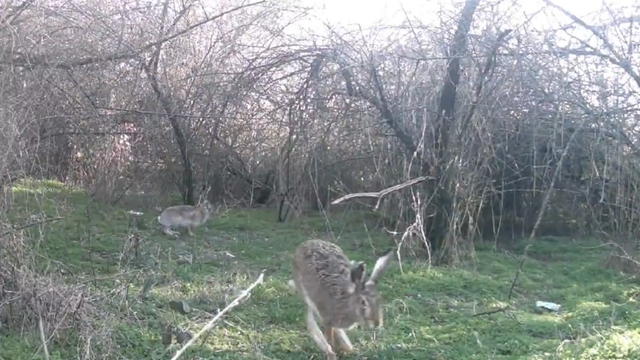 Çankırı'da yaban hayatı kamerada