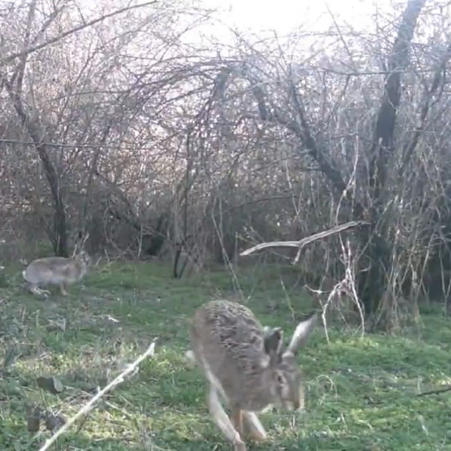 Çankırı'da yaban hayatı kamerada