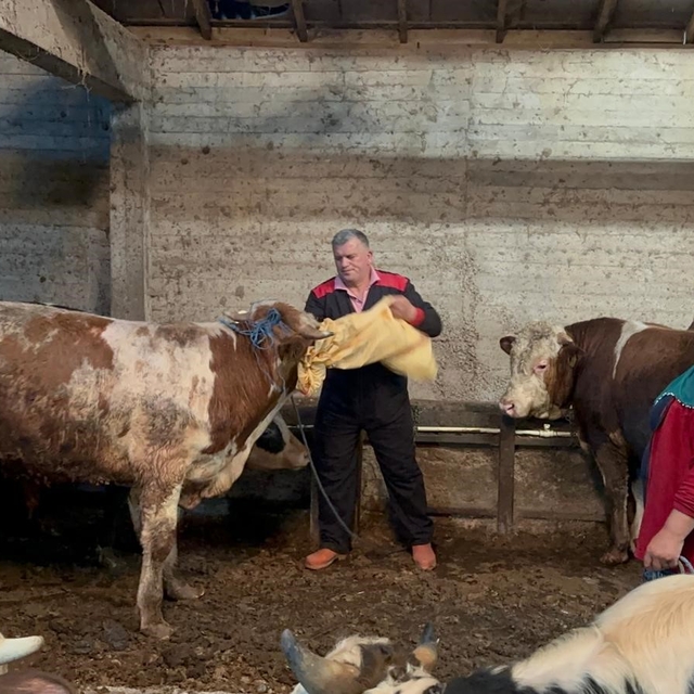 Ordu'da kurbanlık hayvan pazarlarında hareketlilik başladı