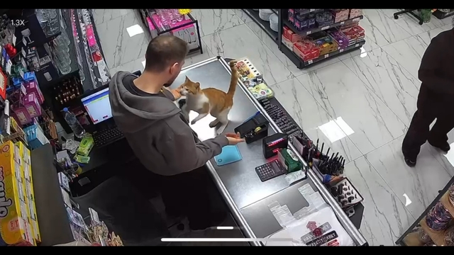 Rize'de kedi ile esnafın dostluğu
Kedi her gün iş yerine gelerek boynuna sarılıyor