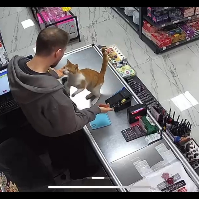 Rize'de kedi ile esnafın dostluğu
Kedi her gün iş yerine gelerek boynuna sa...