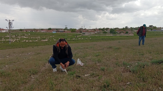 Yunak'ta dolaman mantarı sezonu başladı