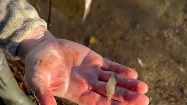 Tuttuğu balığın içinden bir sürü balık çıktı: "Ne kadar çok yemiş"