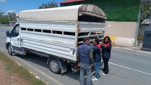 Elazığ'da Kurban Bayramı öncesi hayvan sevklerine sıkı denetim