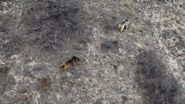 Erzincan'da ayı saldırısı: 20 koyun telef oldu