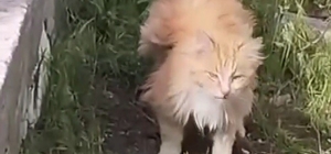 Kanadı andıran tüyleriyle dikkat çeken kedi kamerada