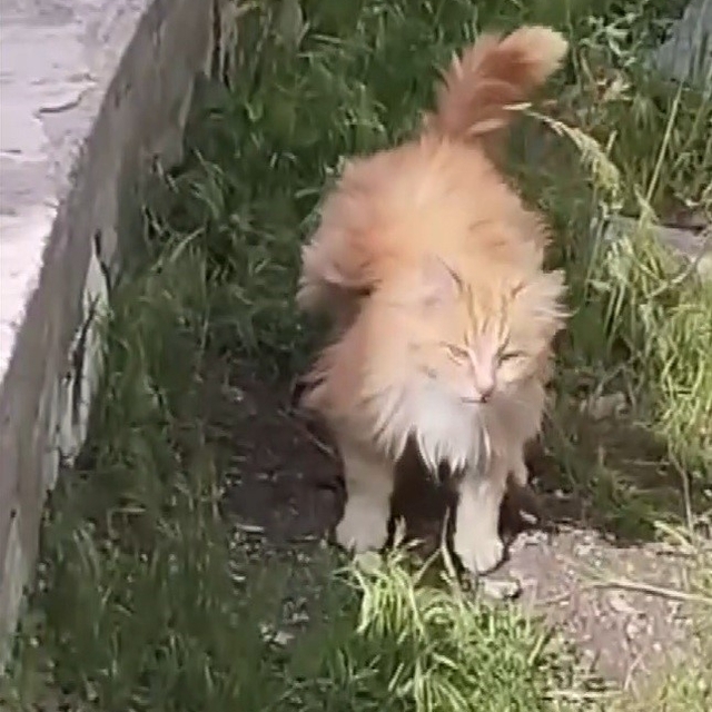 Kanadı andıran tüyleriyle dikkat çeken kedi kamerada