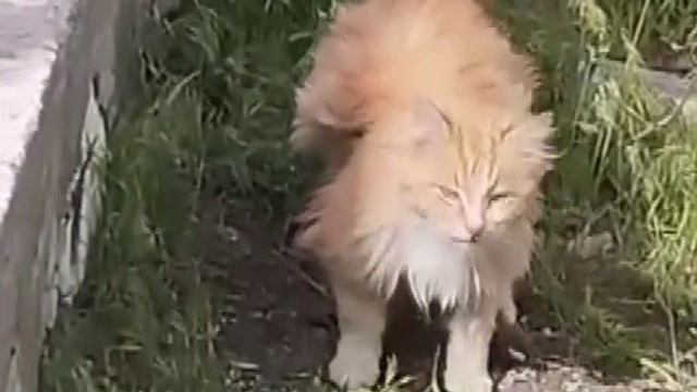 Kanadı andıran tüyleriyle dikkat çeken kedi kamerada