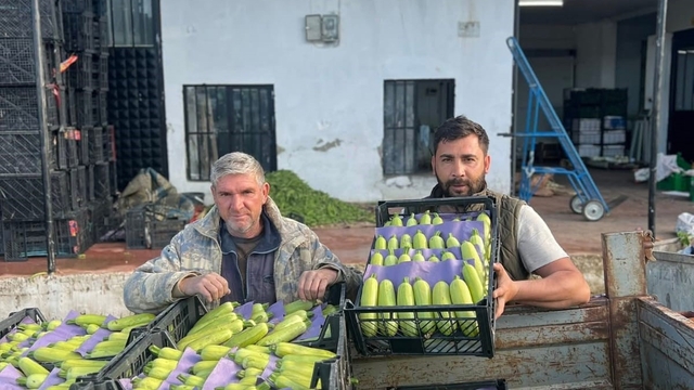 İznik'te mevsimin ilk kabak hasadı
Kilosu 25 ila 30 liradan satılıyor