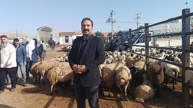Şanlıurfa'da komisyoncularla besicilerin rekabeti başladı
Hayvan pazarında kurbanlık yoğunluğu başladı