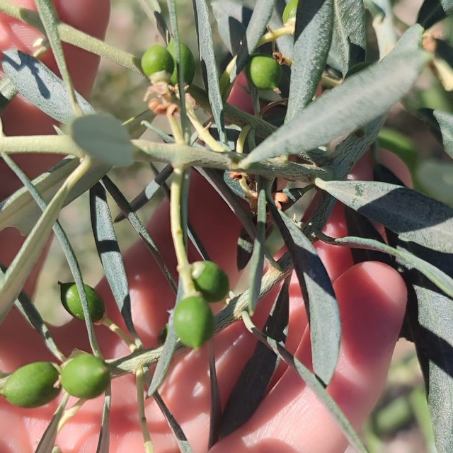 Didim'de zeytin üreticilerine "zeytin güvesi" uyarısı