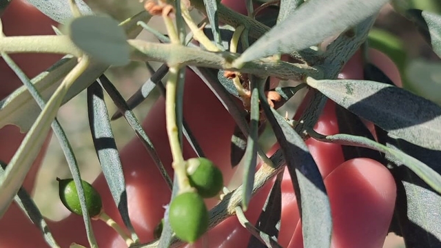 Didim'de zeytin üreticilerine "zeytin güvesi" uyarısı