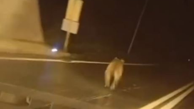 Tünele giren bozayı kamerada