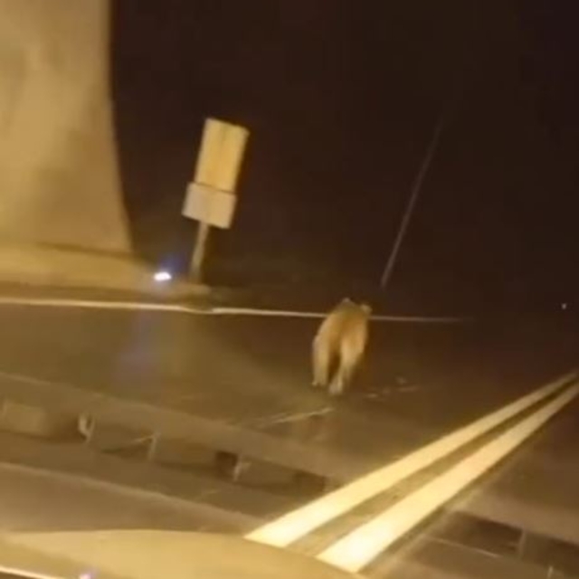 Tünele giren bozayı kamerada