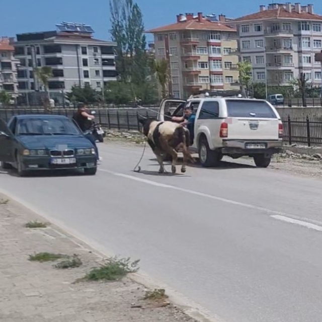Saatlerce peşinden koştular: Kurbanlık dana ilçeyi birbirine kattı