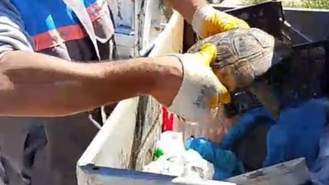 Belediye çalışanlarından örnek davranış: Çöp konteynerinde ölüme terk edilen kaplumbağayı kurtardılar