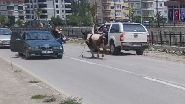 Saatlerce peşinden koştular: Kurbanlık dana ilçeyi birbirine kattı