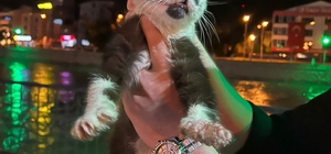 Yeşilırmak kıyısında mahsur kalan kedi kurtarıldı