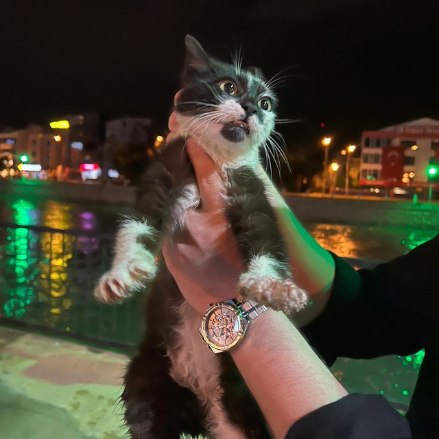 Yeşilırmak kıyısında mahsur kalan kedi kurtarıldı