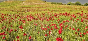 Şırnak'ta gelincik tarlasında görsel şölen