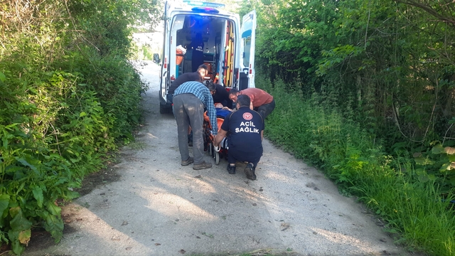 Kastamonu'da bal arısı hastanelik etti