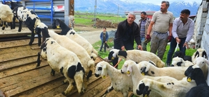 Erzincan'da tulum peyniri için zorlu yayla yolculuğu başladı