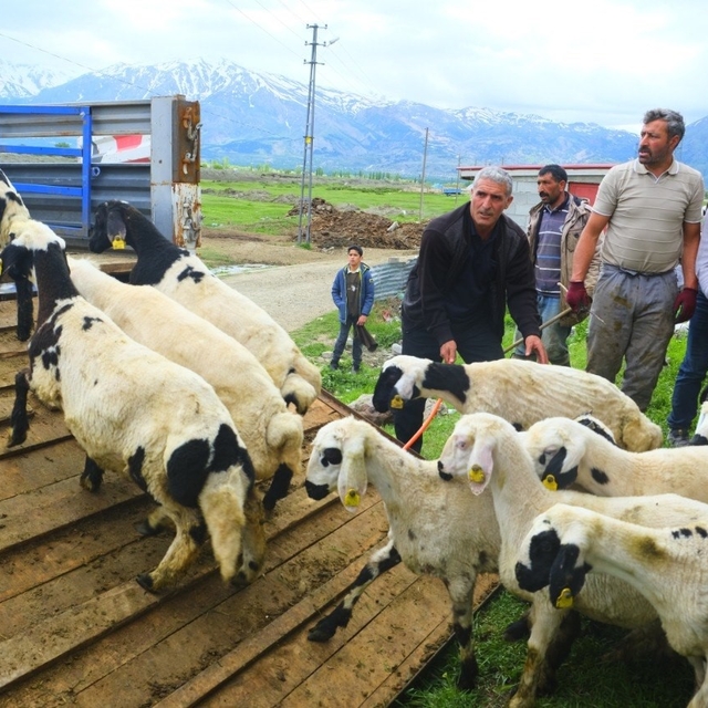 Erzincan'da tulum peyniri için zorlu yayla yolculuğu başladı