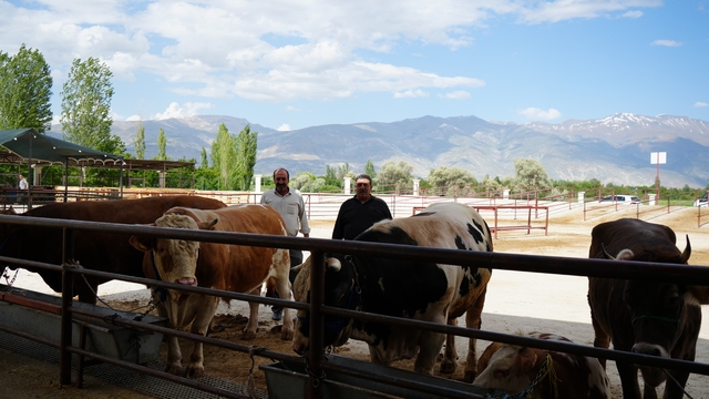 Erzincan'da Kurban Bayramı hareketliliği başladı