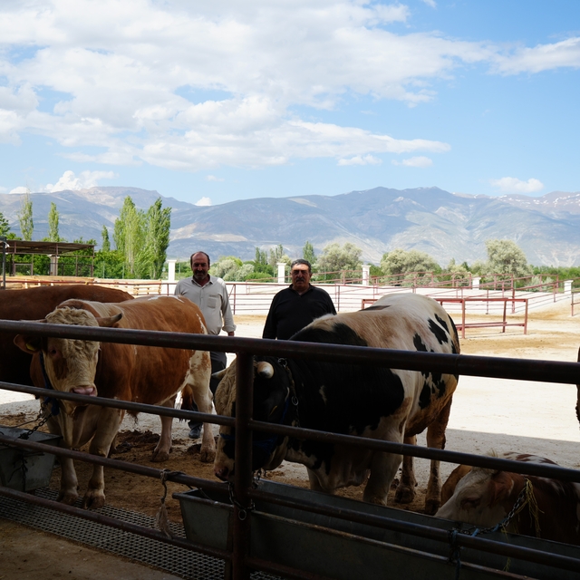 Erzincan'da Kurban Bayramı hareketliliği başladı